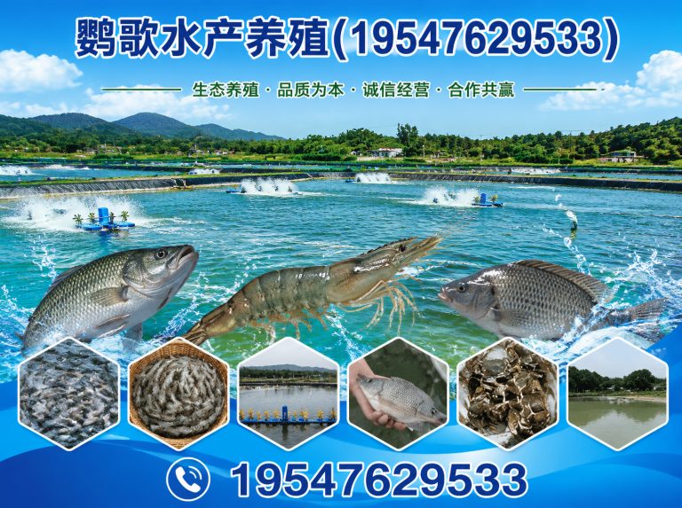 新津区西南鹦鹉品牌展示图