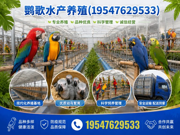 新津区合规鹦鹉养殖展示图