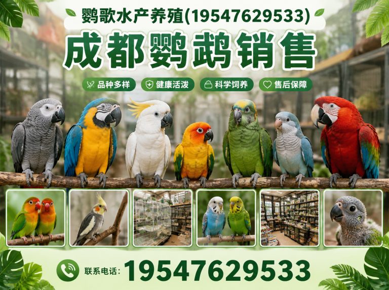 新津区鹦鹉养殖公司展示图