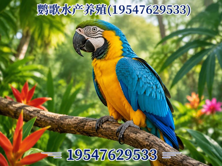 新津区非洲灰鹦鹉展示图